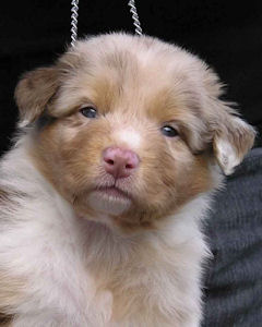 Red Merle male #3, headshot.